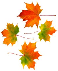 4autumnleaves2_2